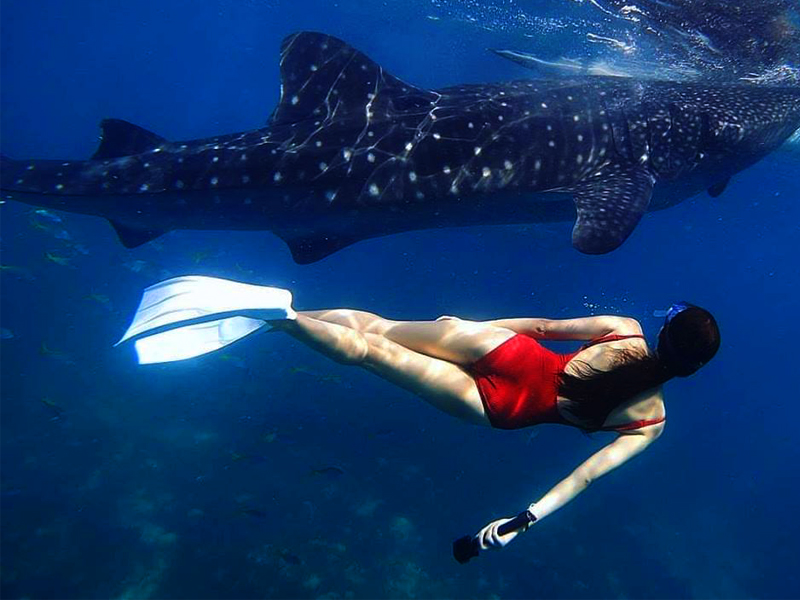cebu whale shark tours